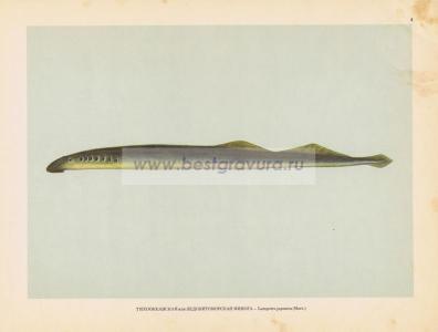 Фотография 0002.jpg