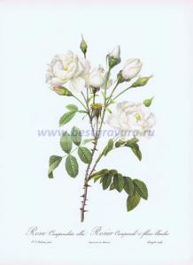 Фотография 0005.jpg