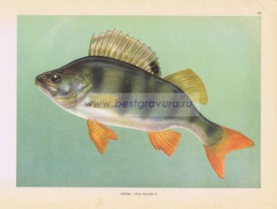 Фотография 0174.jpg