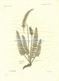 65 Астрагал остроконечный(Astragalus spicatus).