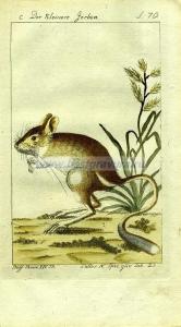 44 Маленькая сухопутная крыса.jpg