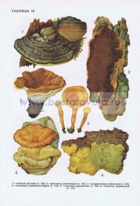 Фотография 0216.jpg