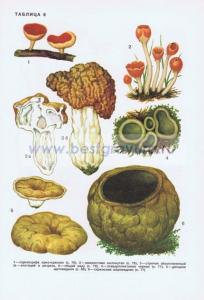 Фотография 0208.jpg