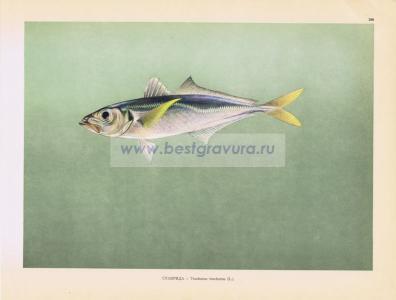 Фотография 0180.jpg