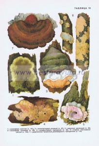 Фотография 0213.jpg