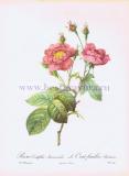 Роза многолистная анемоновая.