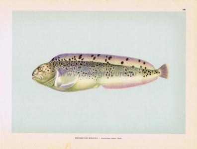 Фотография 0188.jpg