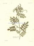 61 Солодка шероховатая (Glycirrhiza asperrima).jpg