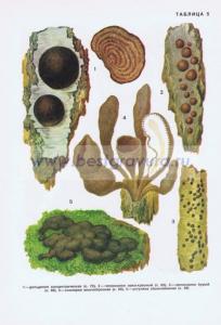 Фотография 0205.jpg