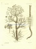 41 Коленоцветный укроп (Ferula nodiflora).jpg