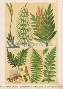 Фотография 0081.jpg