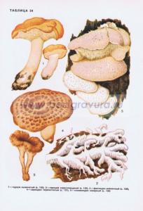 Фотография 0224.jpg