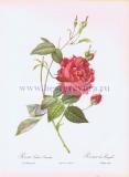 Бенгальская красная роза.