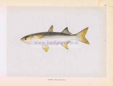 Фотография 0165.jpg