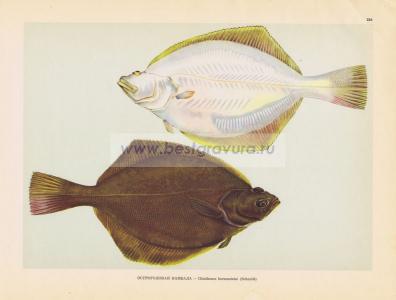 Фотография 0216.jpg