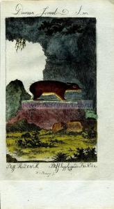 45 Даман израильский.jpg