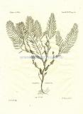 46 Гулявник (Sisymbrium salsuginosum).jpg