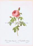 Бургундская многолистная роза.