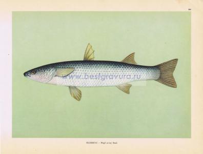 Фотография 0164.jpg