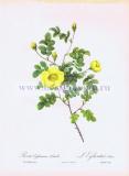 Роза Эглантерия жёлтая (жёлтый шиповник).