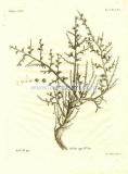 28 Растение солянка (Salsola).jpg